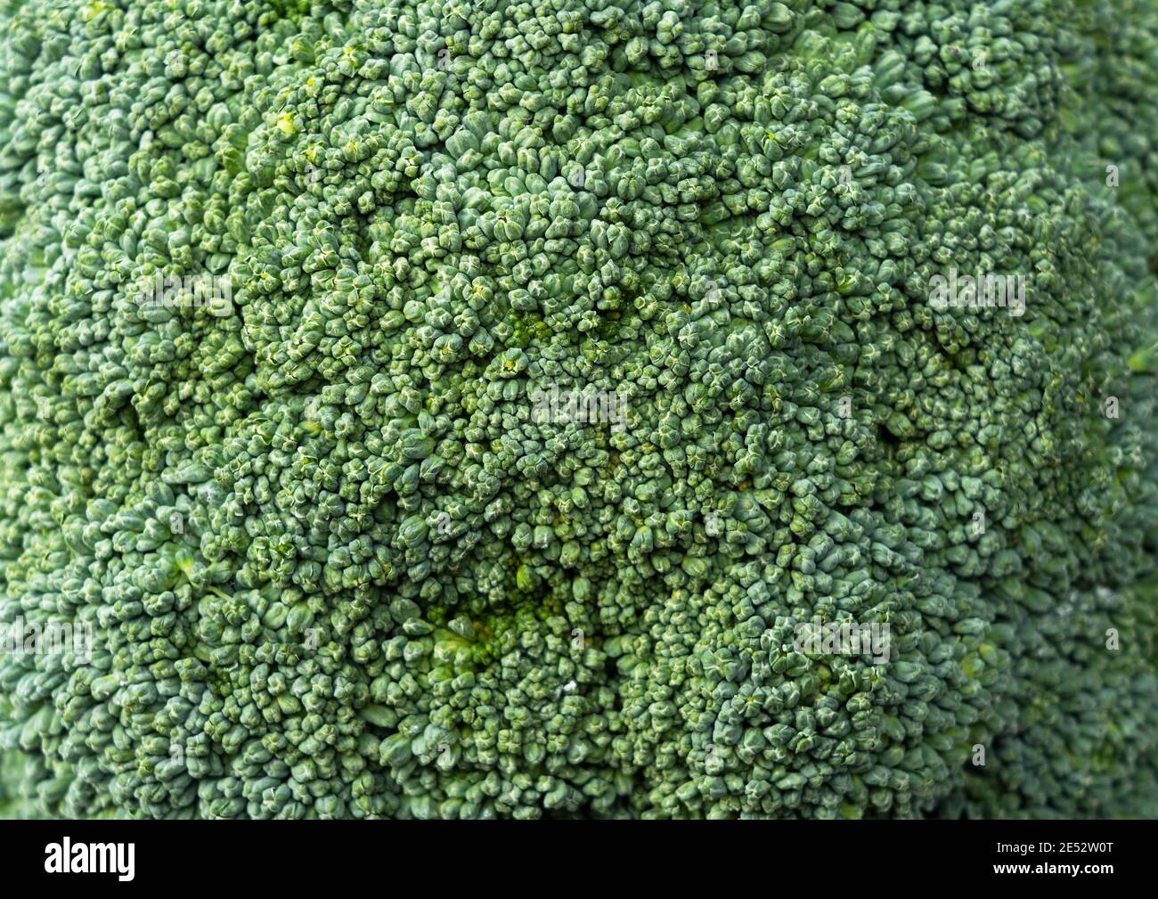 Primo piano di broccoli sullo schermo Foto Stock