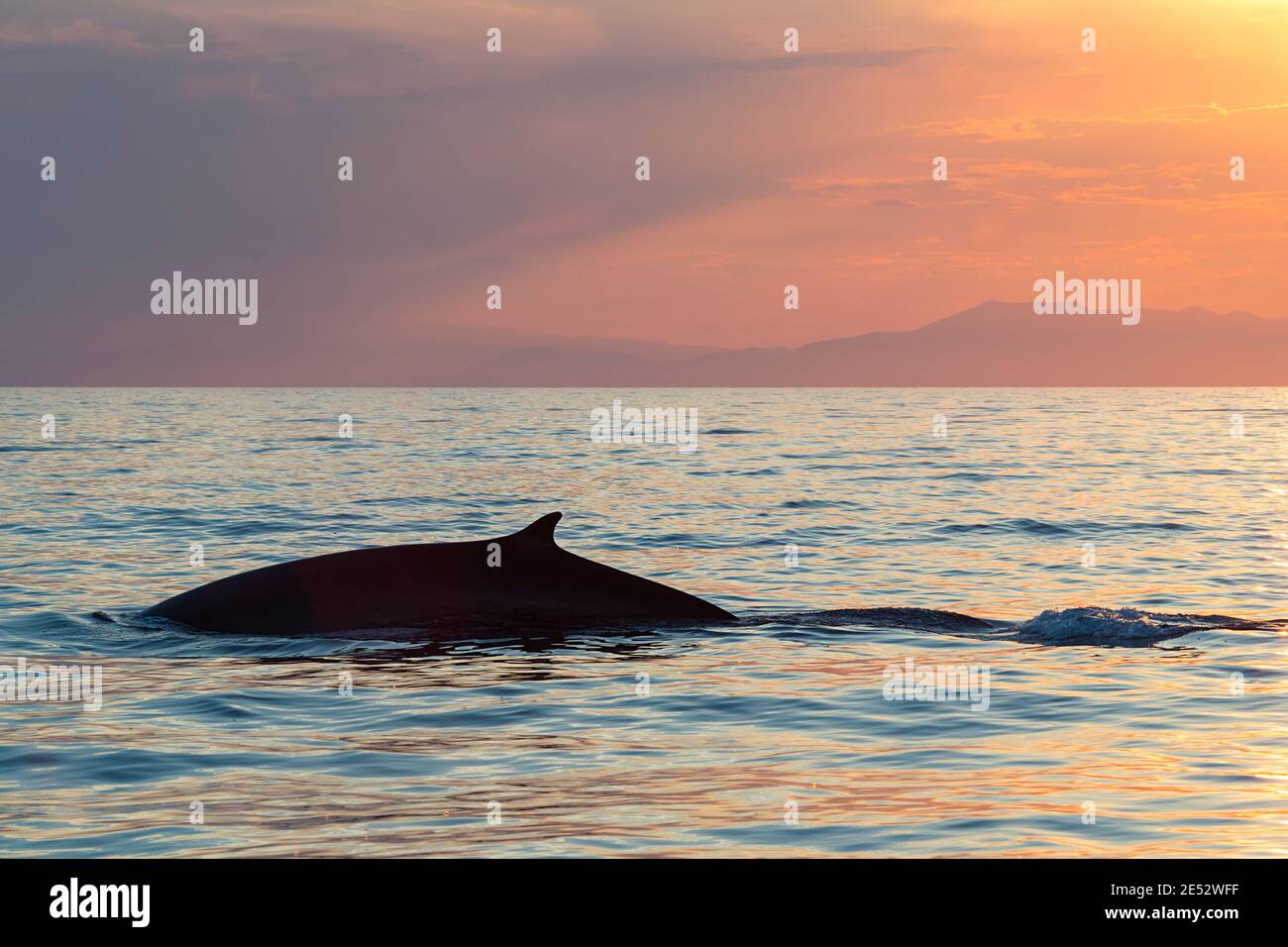 Balena, Balaenoptera physalus, al tramonto, con Alpi Marittime in background, Mar Ligure, Mar Mediterraneo, Liguria, Italia Foto Stock