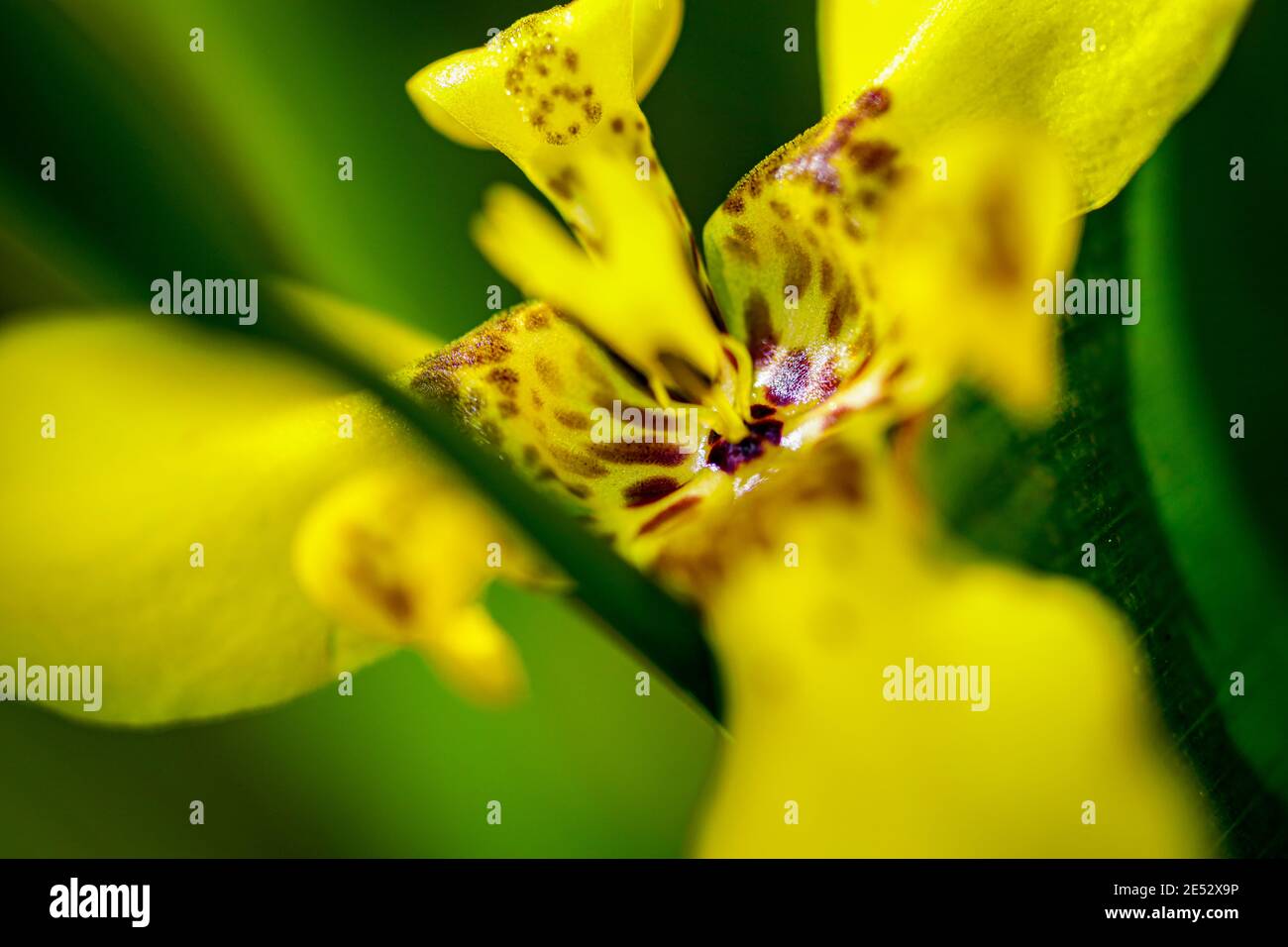 fiore di Iris Foto Stock