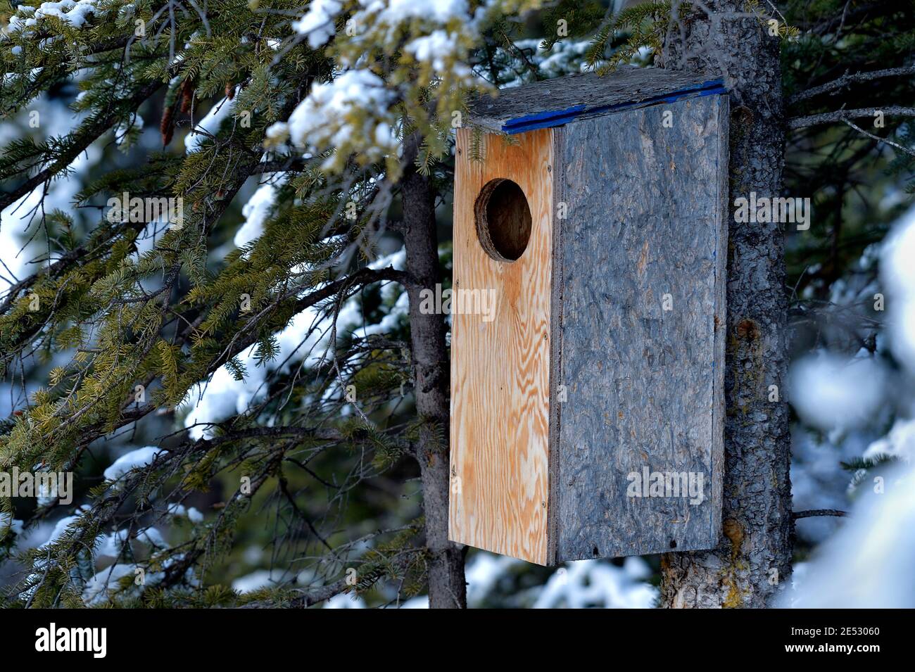Una scatola del nido d'anatra alta in un albero di abete rosso in attesa della stagione migratoria di nidificazione di primavera in Alberta rurale Canada. Foto Stock