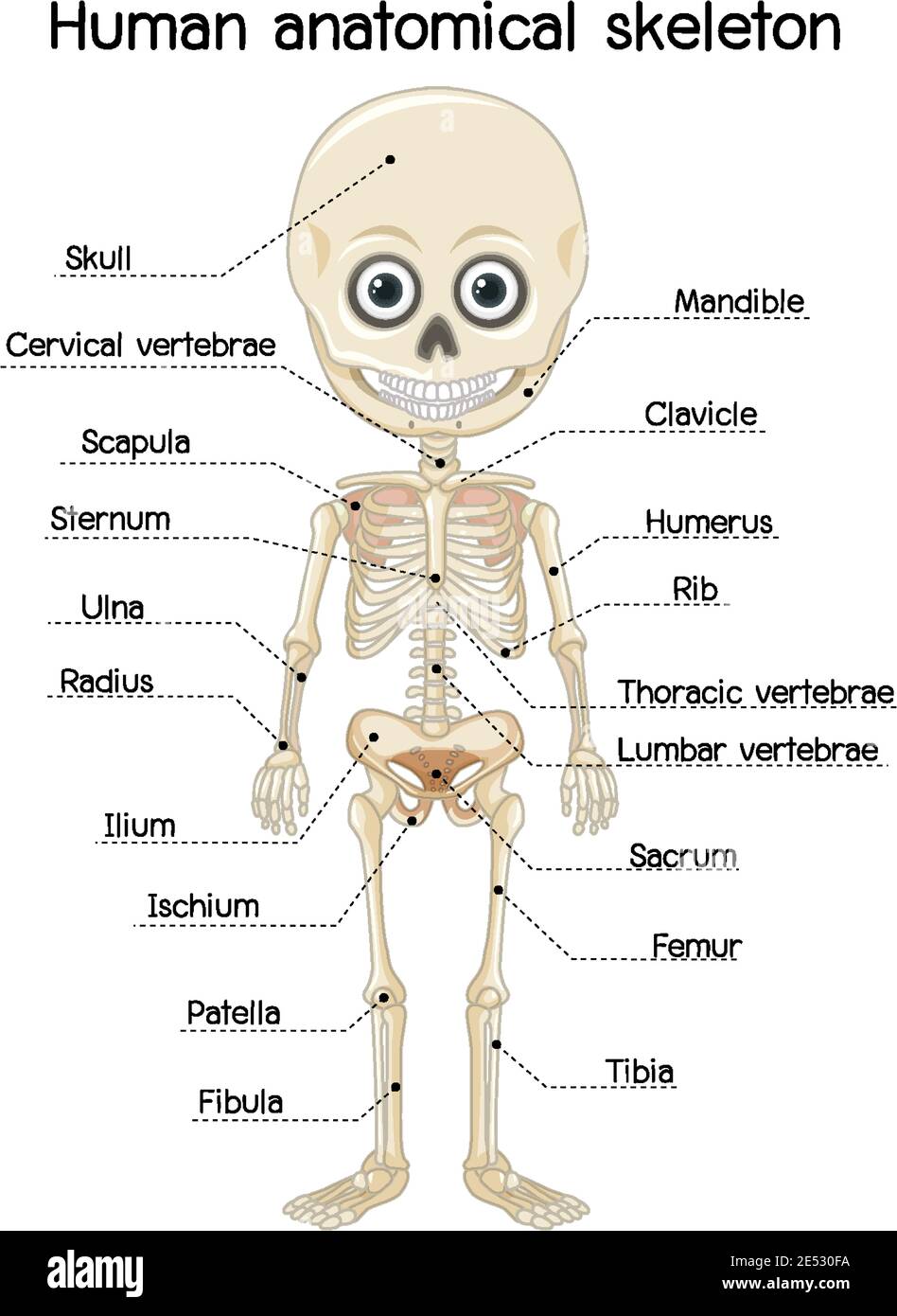 Scheletro anatomico umano con illustrazione dell'etichetta