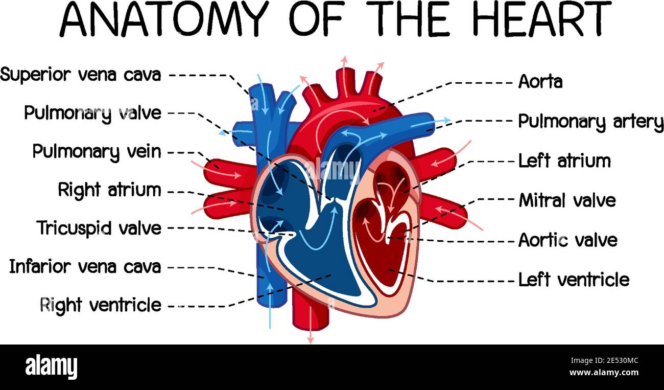 Poster informativo dell'illustrazione del diagramma del cuore umano Illustrazione Vettoriale