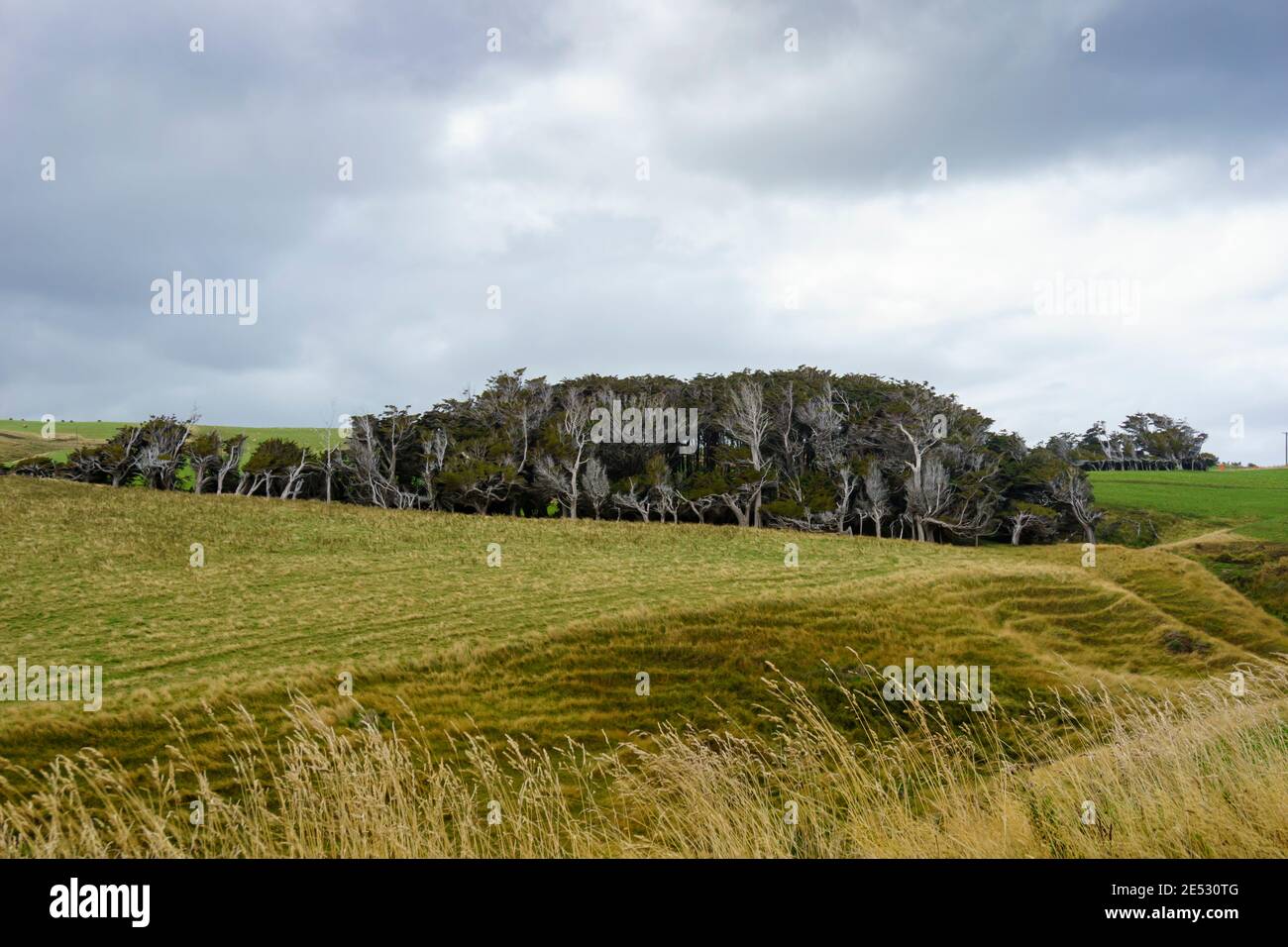 Gruppo di alberi di macrocarpa piegato sopra nel vento nel campo di Southland, Nuova Zelanda Foto Stock