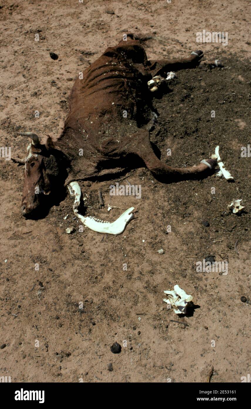 RESTI DI UNA MUCCA MORTA, VITTIMA DELLE CONDIZIONI DI SEQUENZA NEL CENTRO DELL'AUSTRALIA. Foto Stock