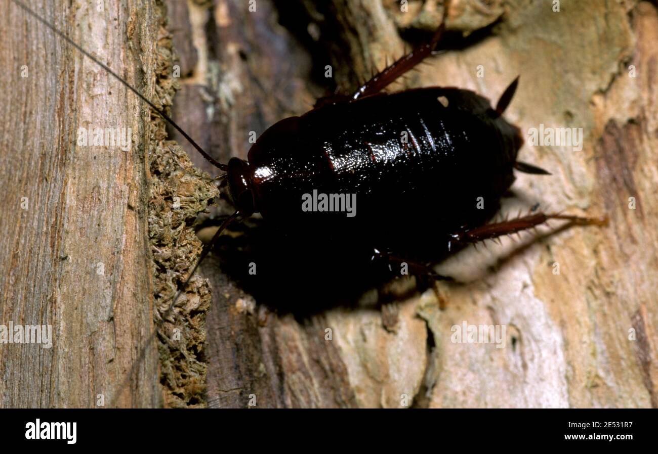 SCARAFAGGIO (ORDINE: BLATTODEA) Foto Stock