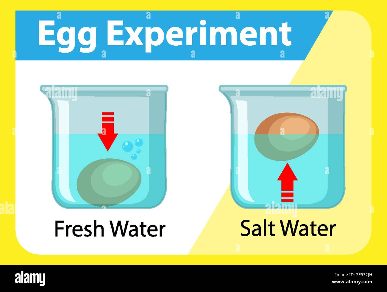 Esperimento scientifico con illustrazione del test del galleggiamento delle  uova Immagine e Vettoriale - Alamy