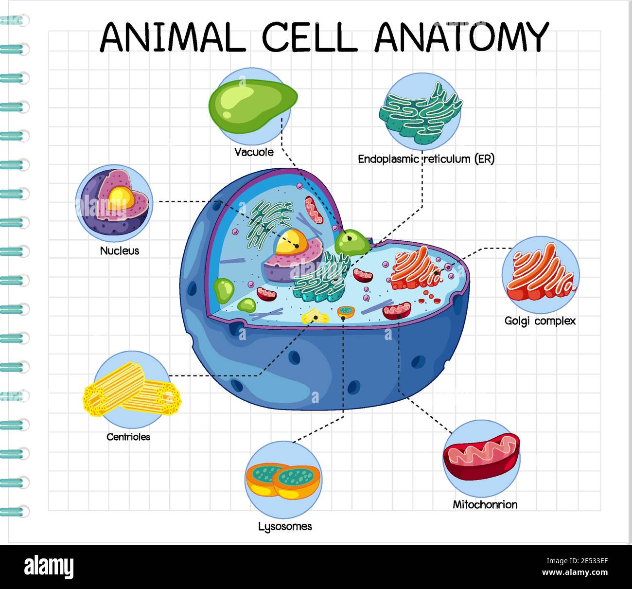 Illustrazione dell'anatomia delle cellule animali (diagramma di biologia) Illustrazione Vettoriale