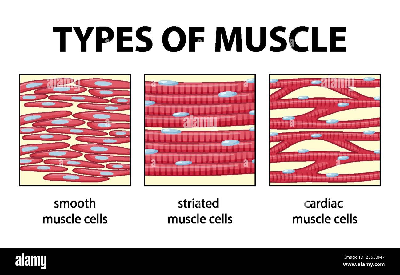 Tipi di illustrazione dello schema delle cellule muscolari Illustrazione Vettoriale