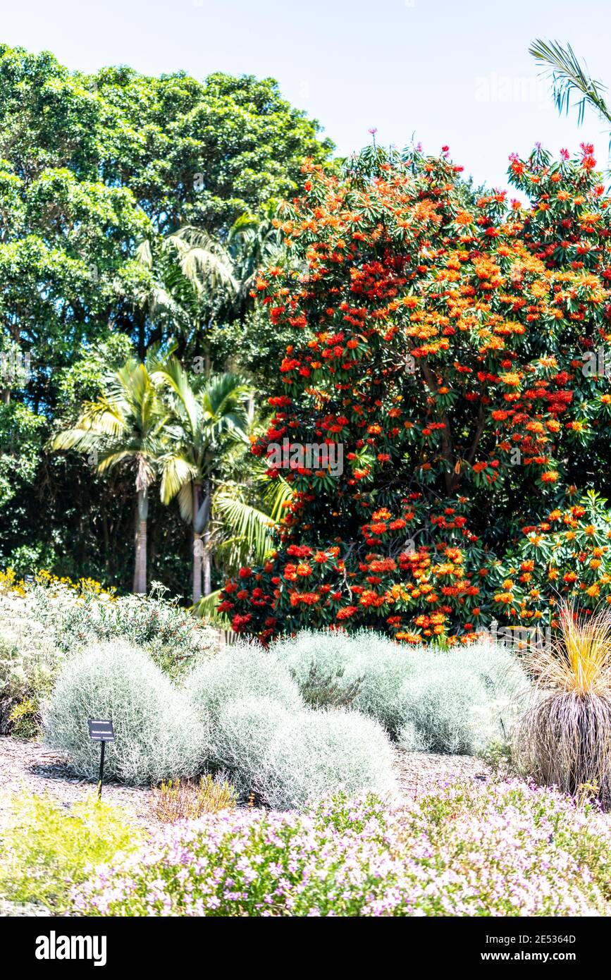 Cespugli in argento di fronte a un Leucodendro colorato arancione In un giardino australiano Foto Stock