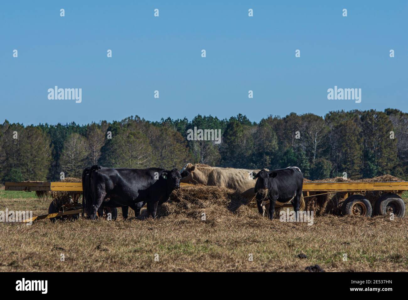 Bestiame di manzo commerciale mangiare fieno fuori di un rimorchio flatbed nel centro dell'Alabama nel mese di novembre. Foto Stock