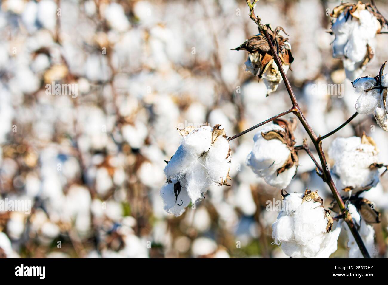 Primo piano di gabbiani di cotone defoliato pronti per la raccolta con sfondo sfocato di altri gabbiani di cotone. Foto Stock
