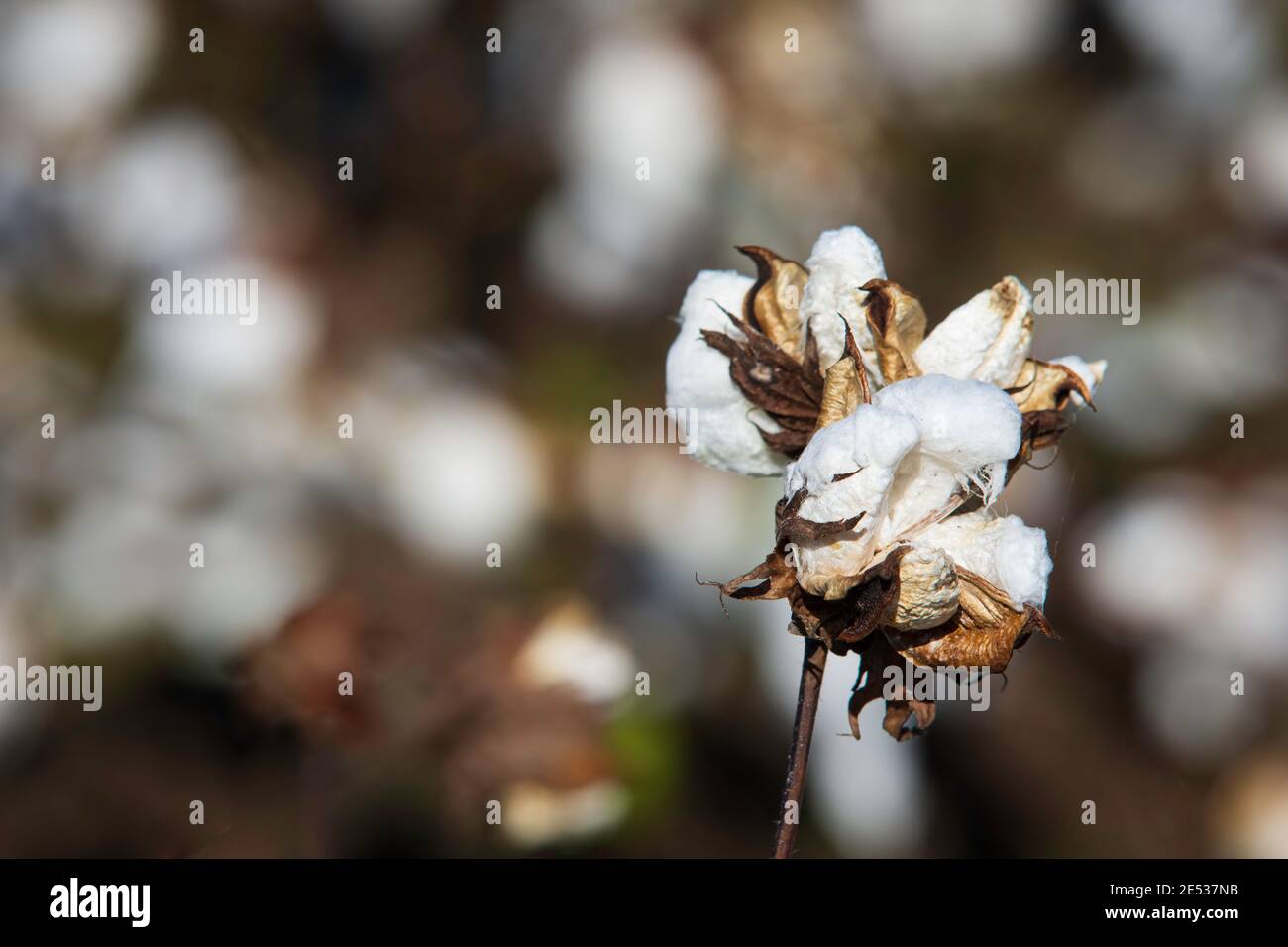 Un trio di boli di cotone, defoliati e pronti per la raccolta, su sfondo sfocato con spazio negativo per la copia. Foto Stock