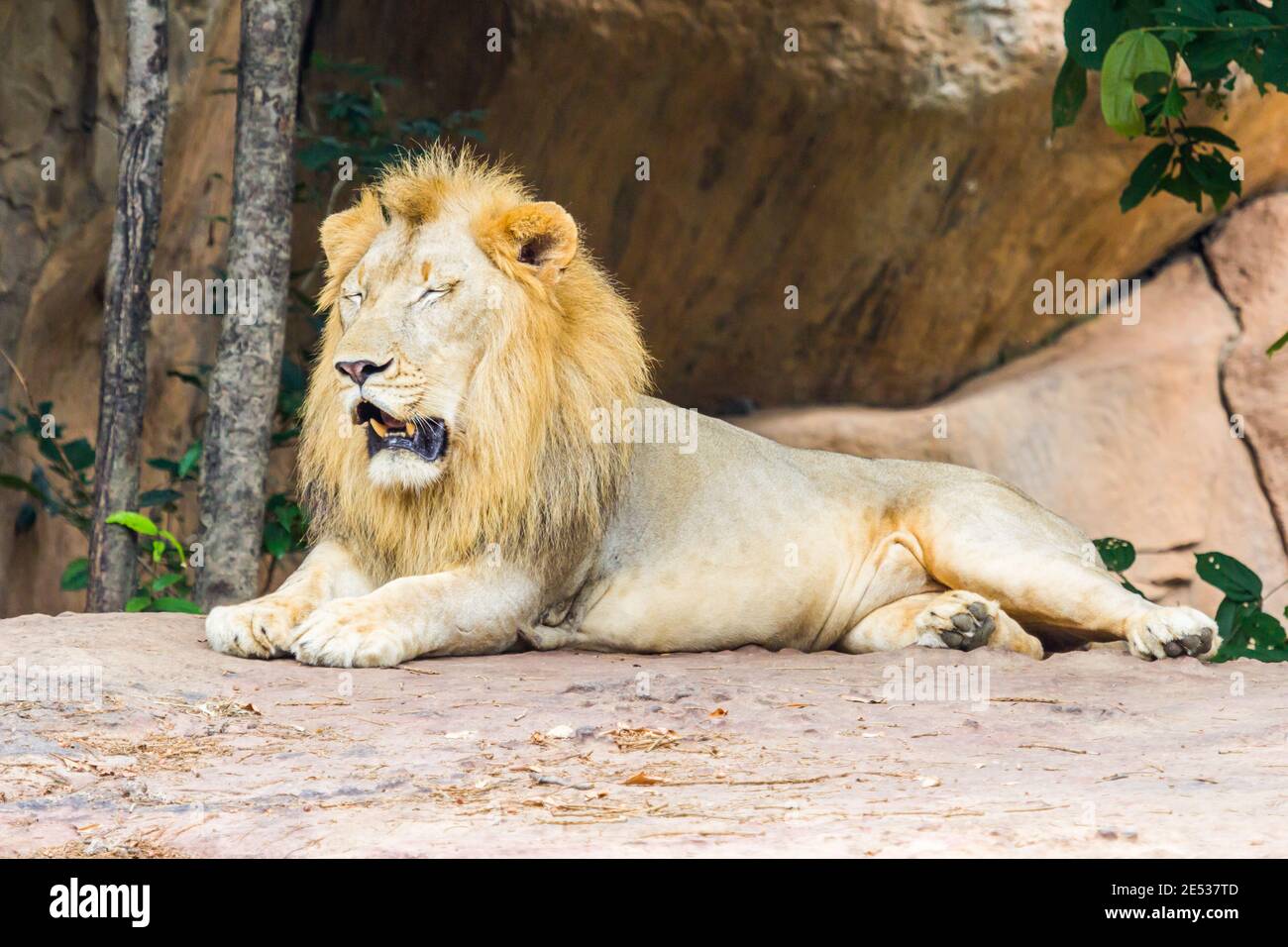 Leone sonnolento, natura Foto Stock