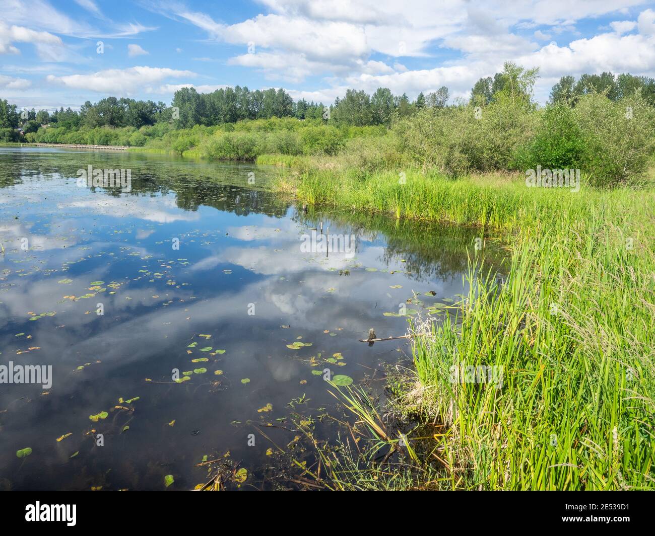 Il Juanita Bay Park è principalmente una riserva naturale che circonda una delle ultime zone umide naturali del lago Washington. Juanita Bay Park abbonda con f Foto Stock