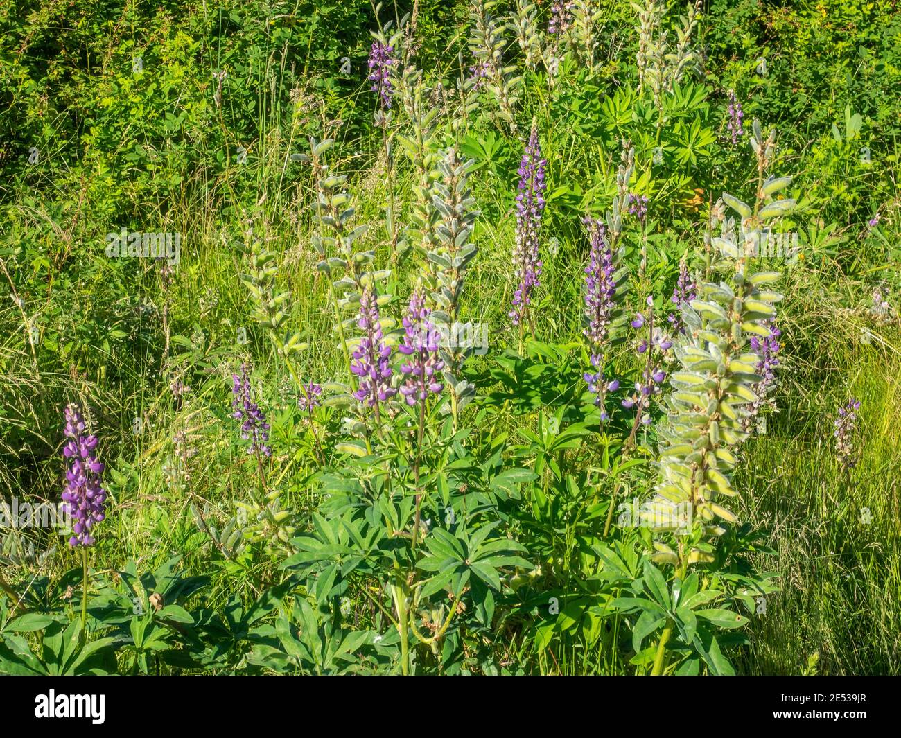 Lupino di grandi foglie (Lupinus polyphyllus) È una specie di lupino (lupino) originaria del nord occidentale America dell'Alaska meridionale e della Columbia Britannica eas Foto Stock