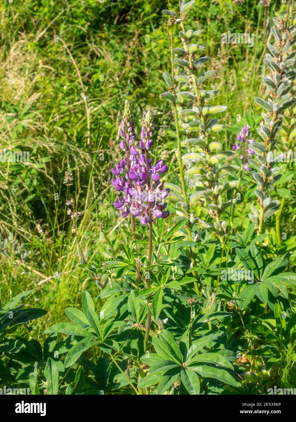 Lupino di grandi foglie (Lupinus polyphyllus) È una specie di lupino (lupino) originaria del nord occidentale America dell'Alaska meridionale e della Columbia Britannica eas Foto Stock