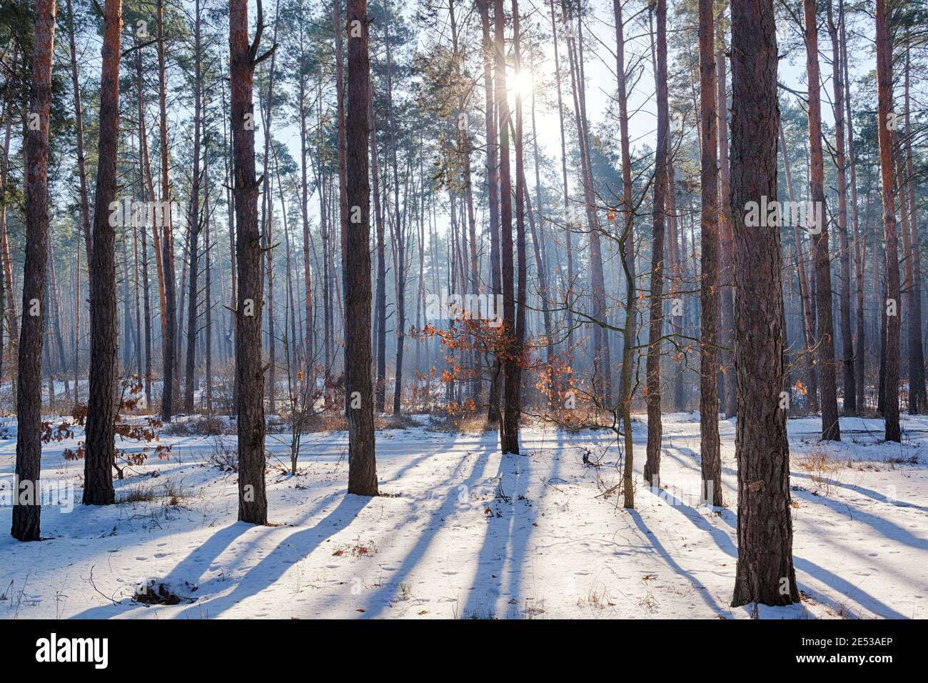 Splendido paesaggio nella foresta di conifere invernale con sole e. ombre lunghe Foto Stock