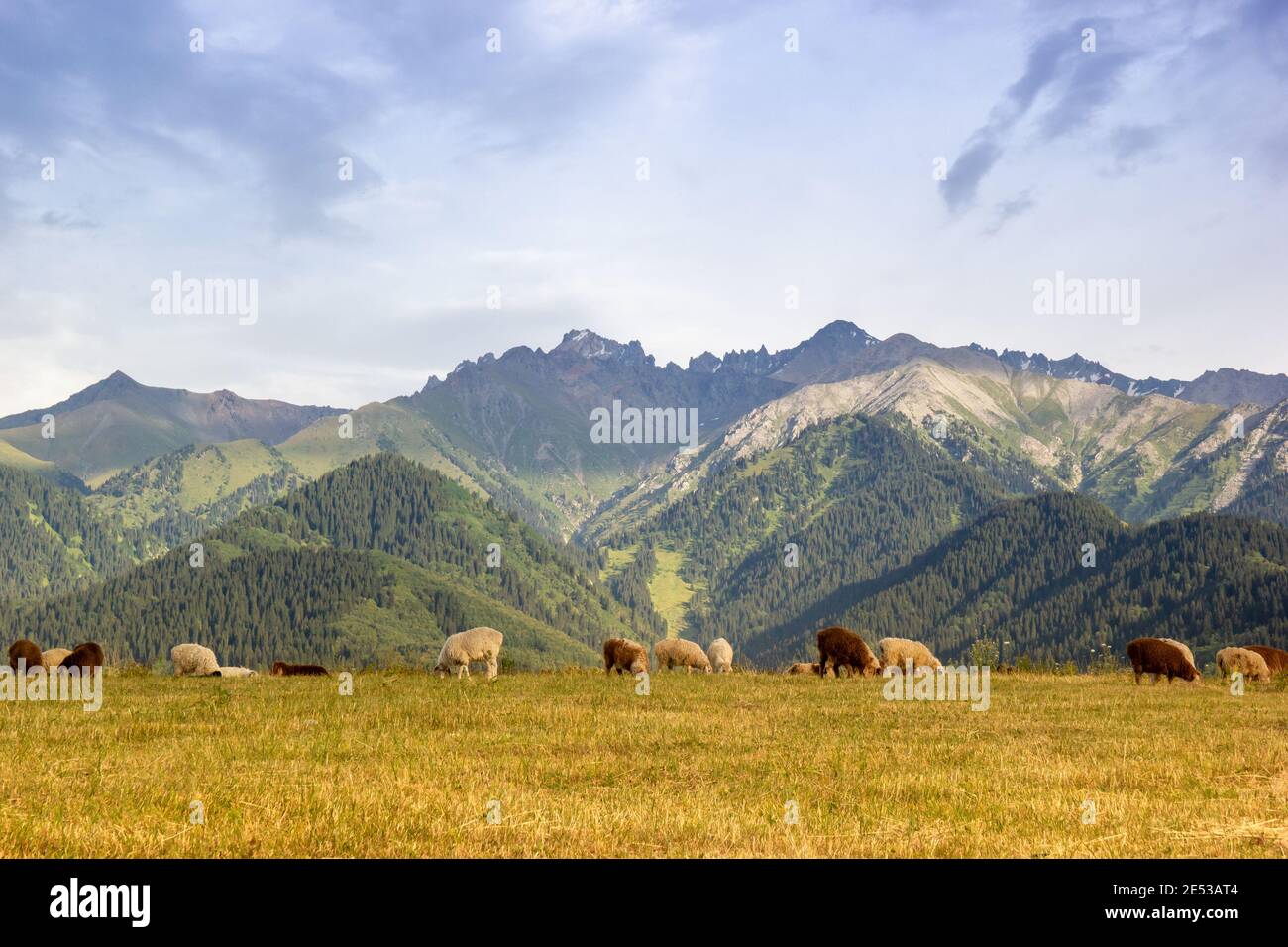 Mandria di pecore in una valle montana del Kazakhstan con spazio di copia. Foto Stock