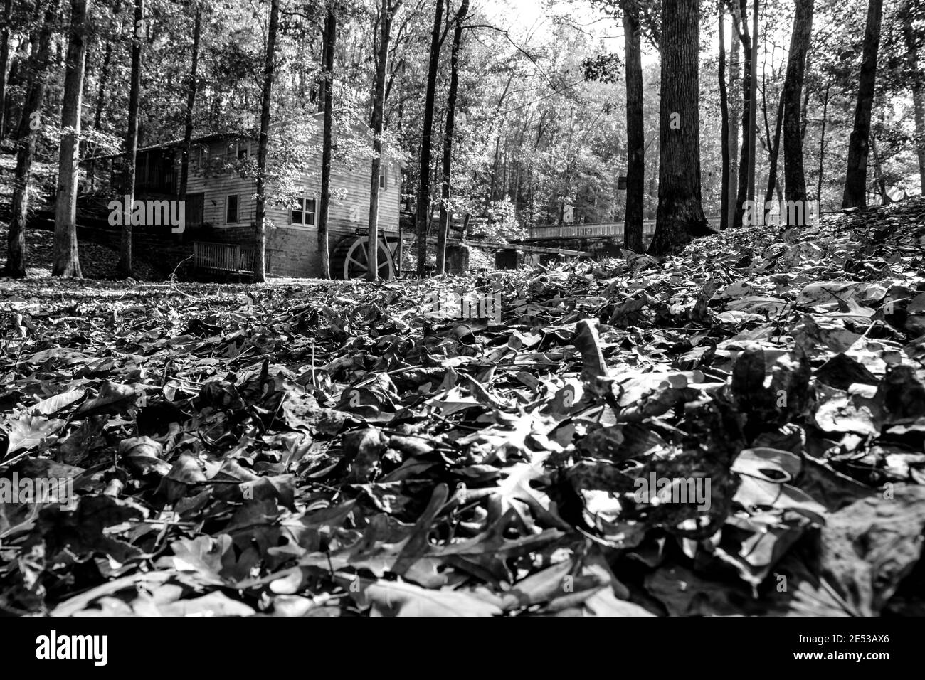 Bethel, Alabama/USA-nov. 10, 2018: Foglie caduti sul pavimento di Forrest a fuoco in primo piano con il vecchio mulino di grist sullo sfondo in nero An Foto Stock