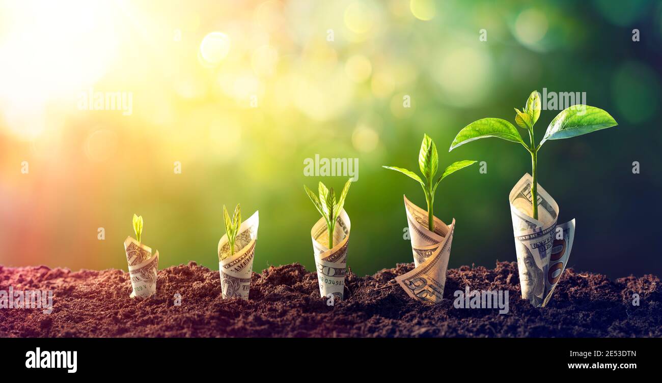 Dollar Seedling - concetto di crescita - piante su banconote in Aumentare Foto Stock