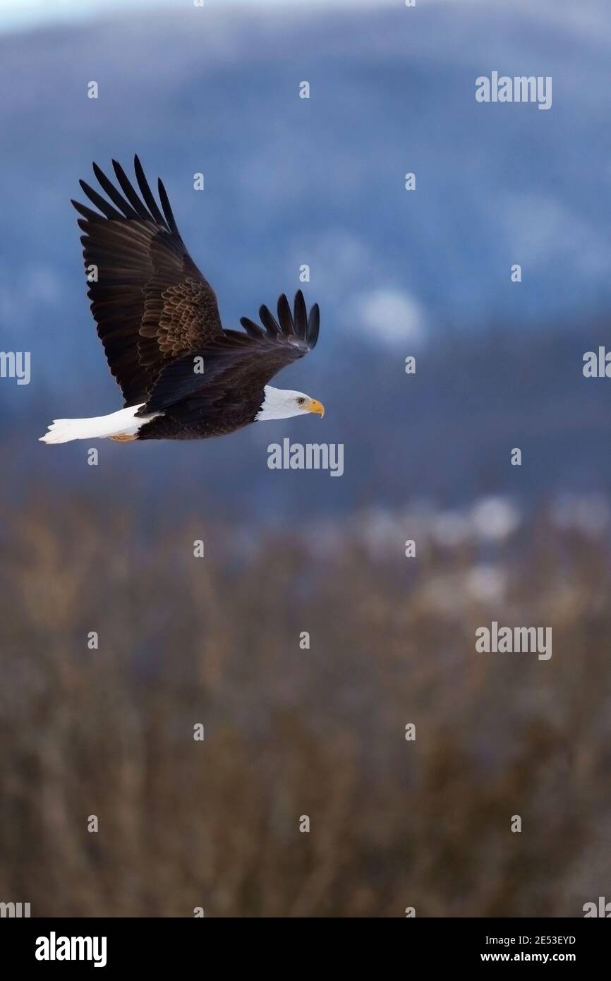 Aquila calva in volo lungo la collina boschiva. Foto Stock