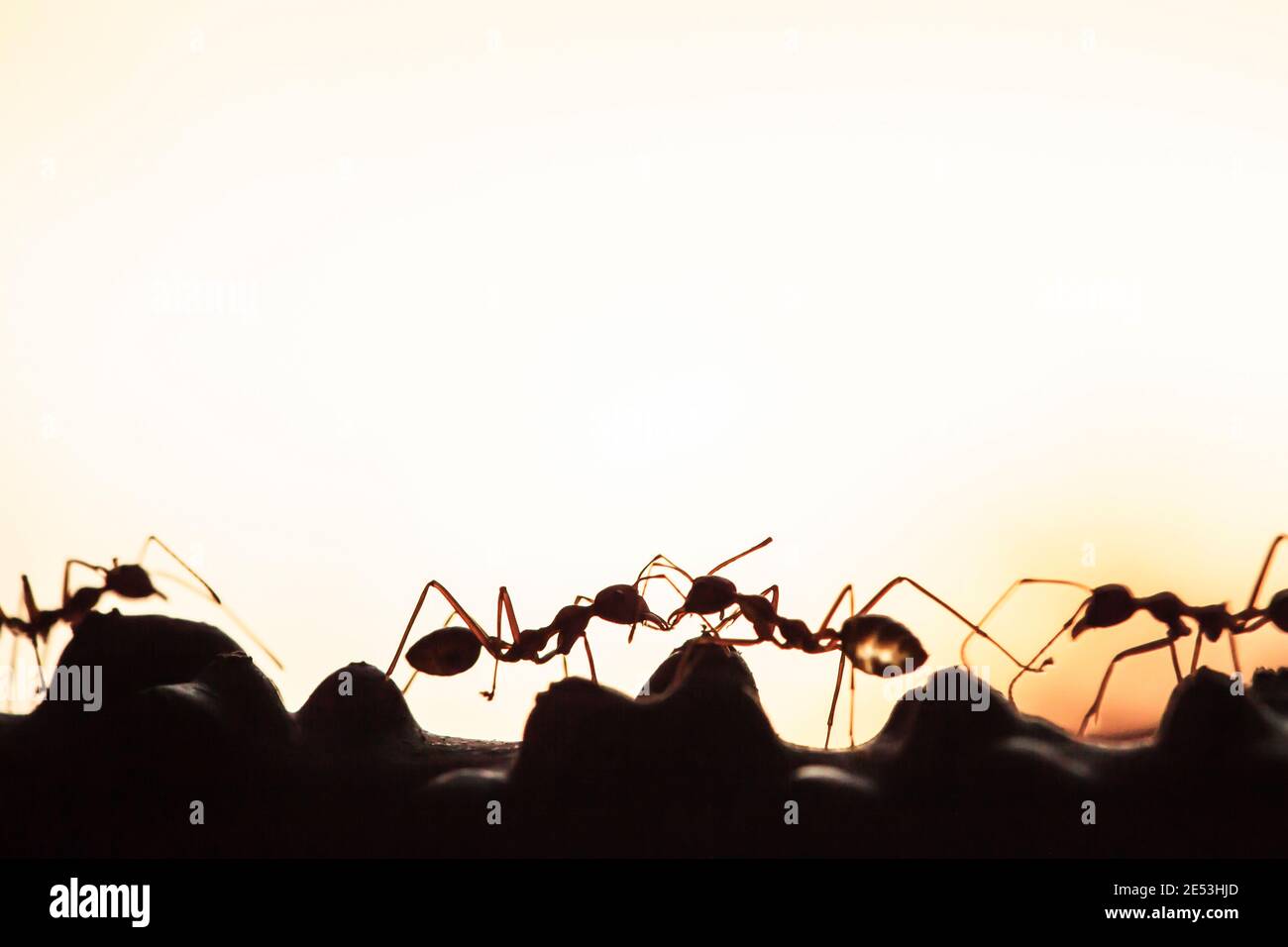 Una colonia di Ants verdi che hanno una conversazione in una vite, astratta trasparente di forma di formiche al crepuscolo, offuscare sfondo tramonto. Silhouette. Primo piano. Foto Stock