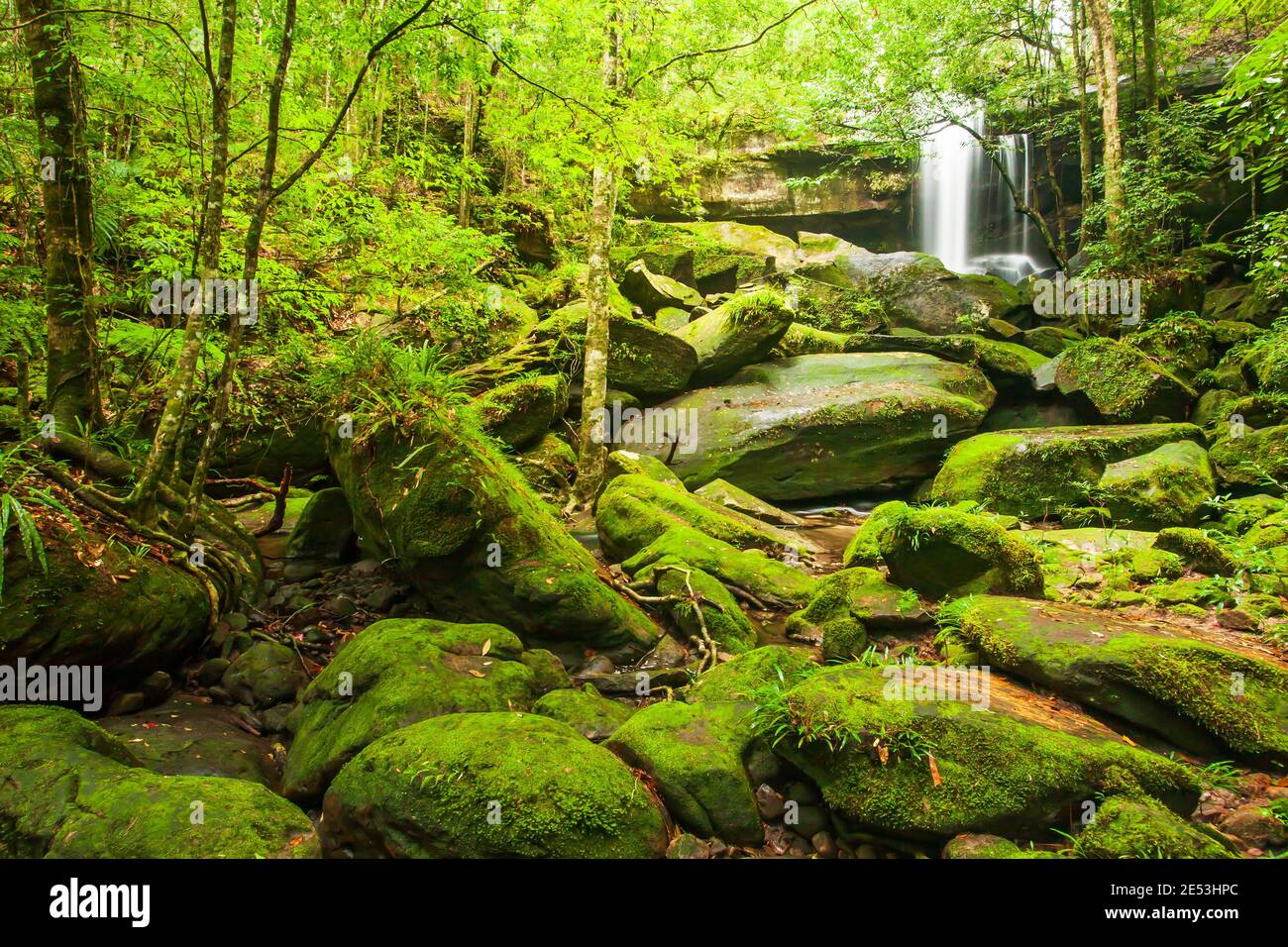 antico burrone tropicale con cascata la mattina d'estate, muschio fresco e lichene nelle rocce e nelle pietre, fogliame di alberi selvatici. Phu Kradueng, Thailandia. Foto Stock