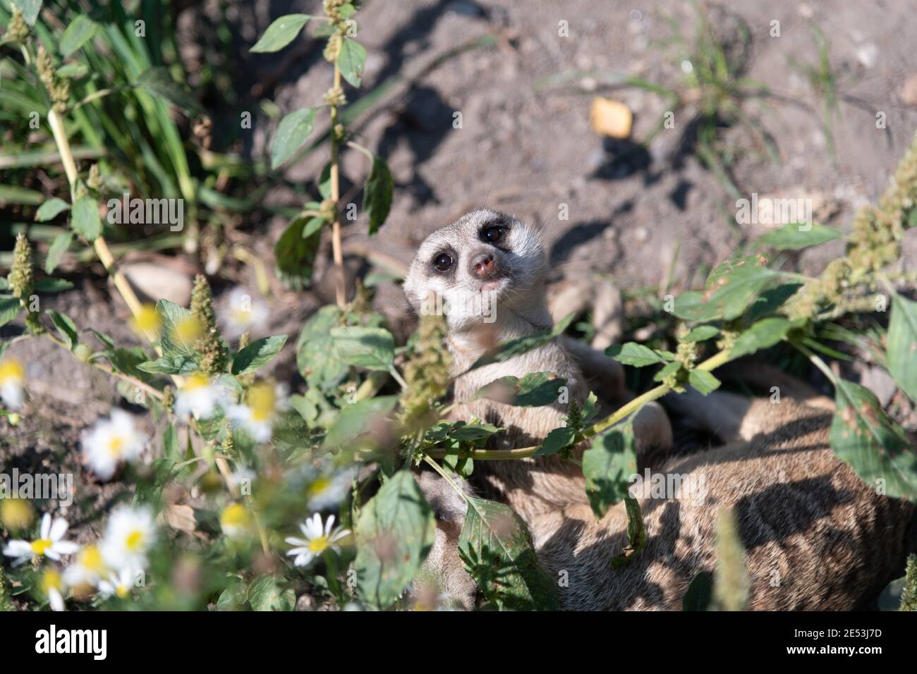 Meerkat seduto a terra, guardando amichevole con la testa inclinata all'indietro, guardando sopra le spalle Foto Stock