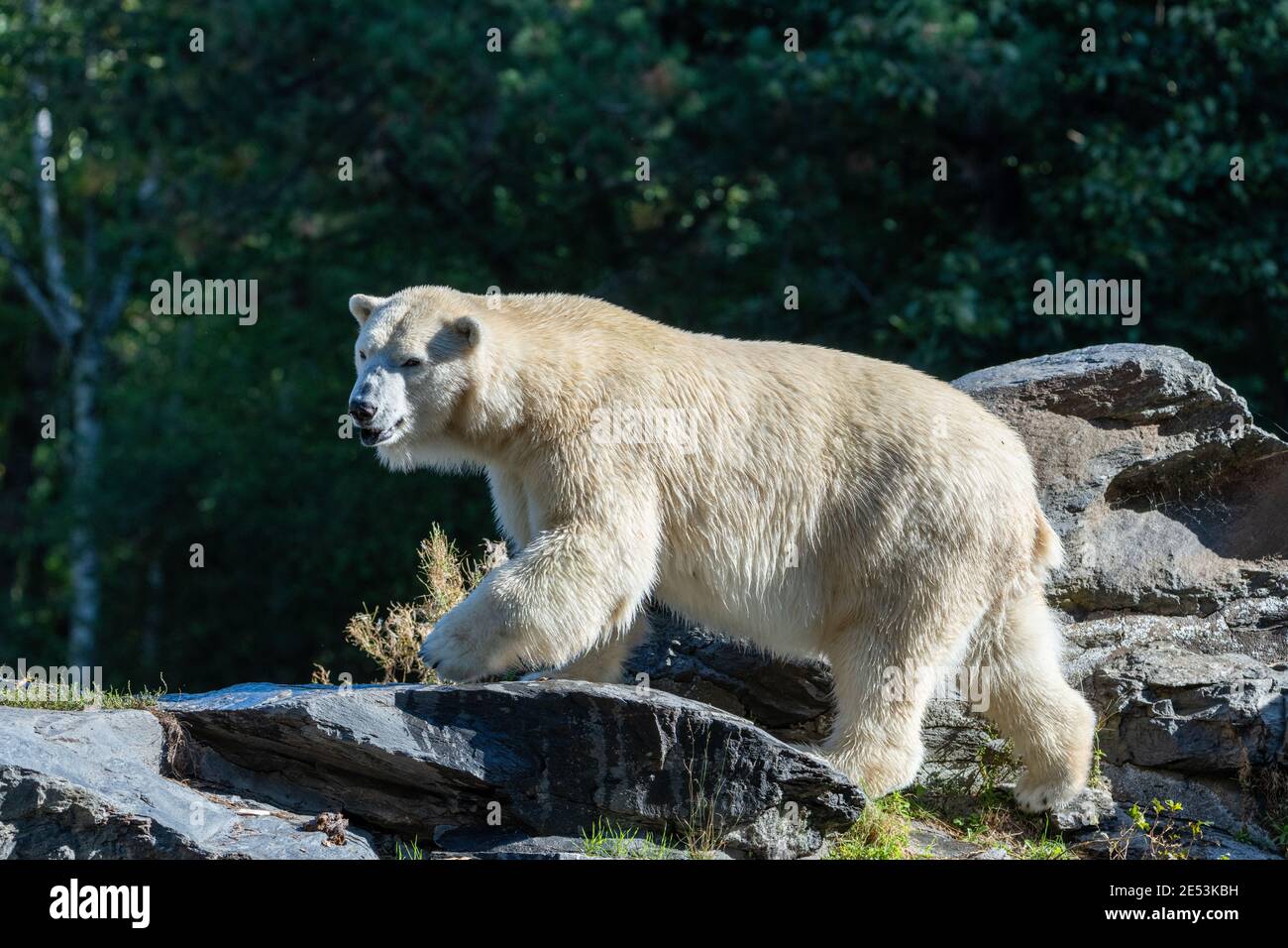 Orso polare che cammina su pietre Foto Stock