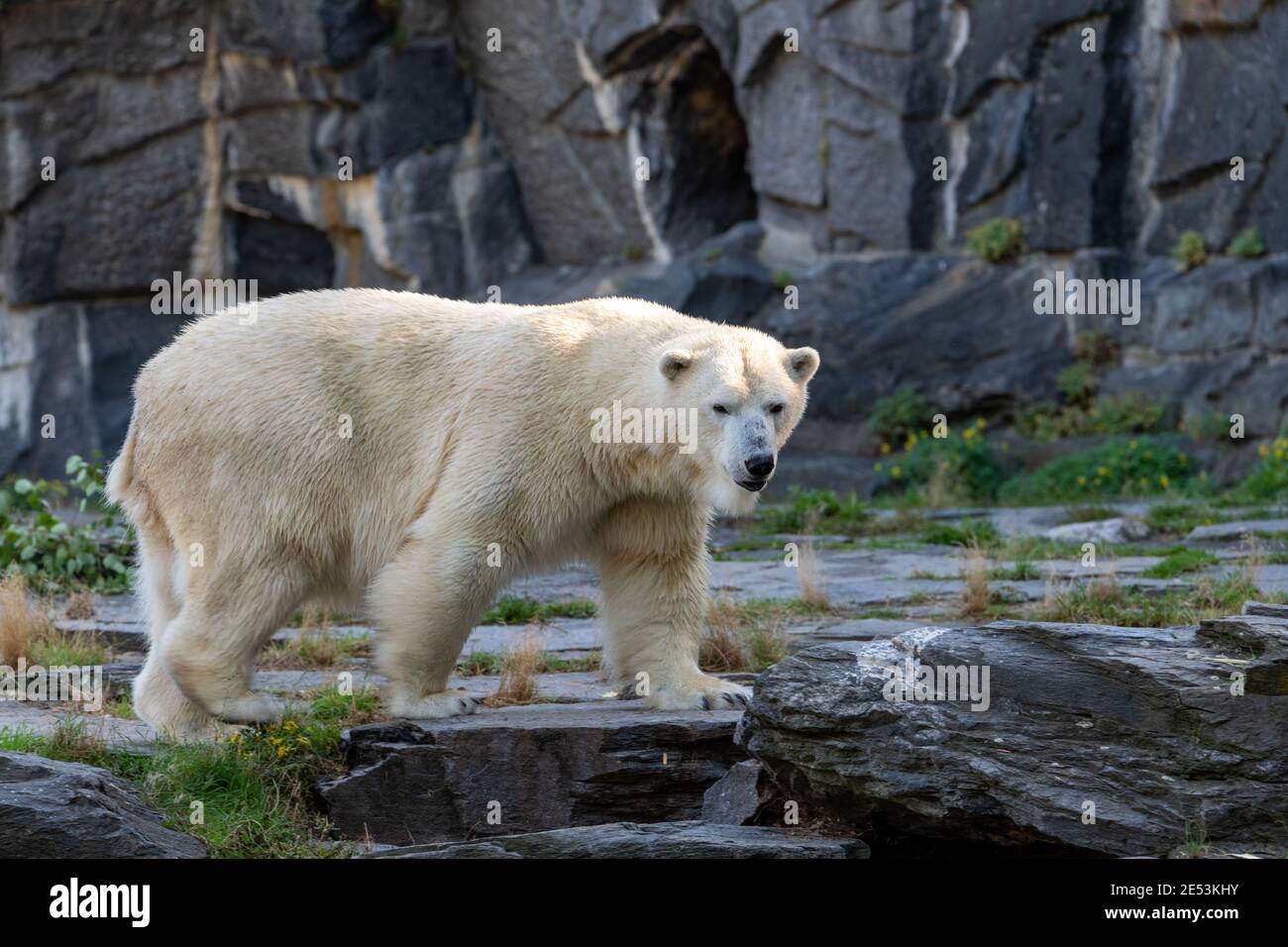 Orso polare che cammina su pietre Foto Stock