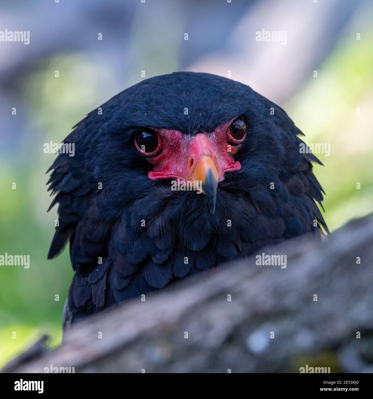 Bateleur (Terathopius ecaudatus) guardando direttamente la fotocamera Foto Stock