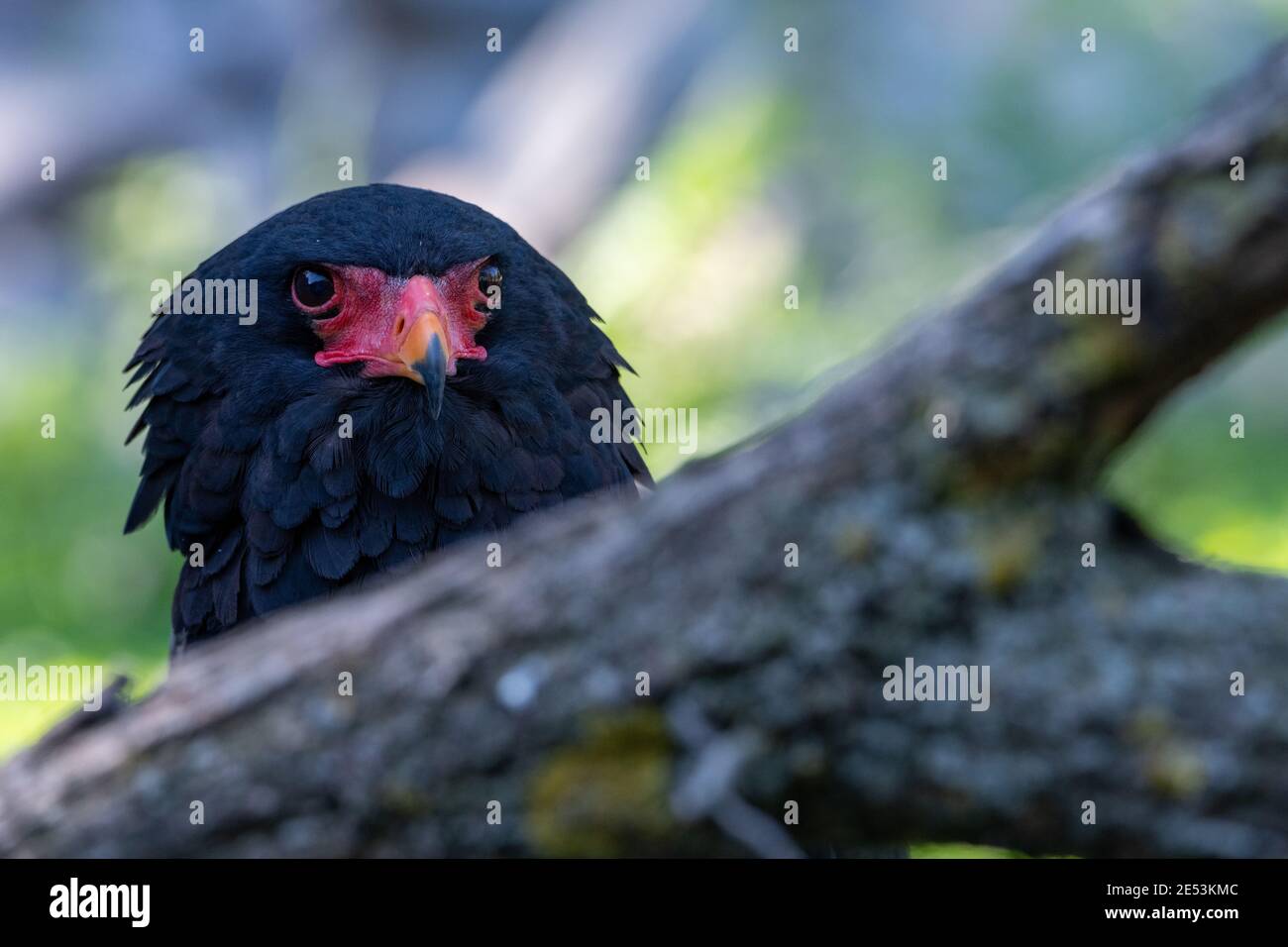 Bateleur (Terathopius ecaudatus) guardando direttamente la telecamera da dietro un ramo ad albero Foto Stock