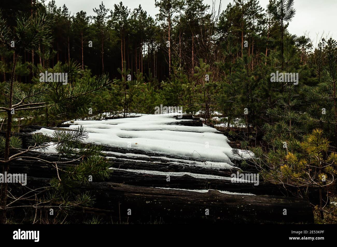 Legna da ardere di tronchi di grosse dimensioni impilata con neve coperta in riserva forestale su inverno Foto Stock