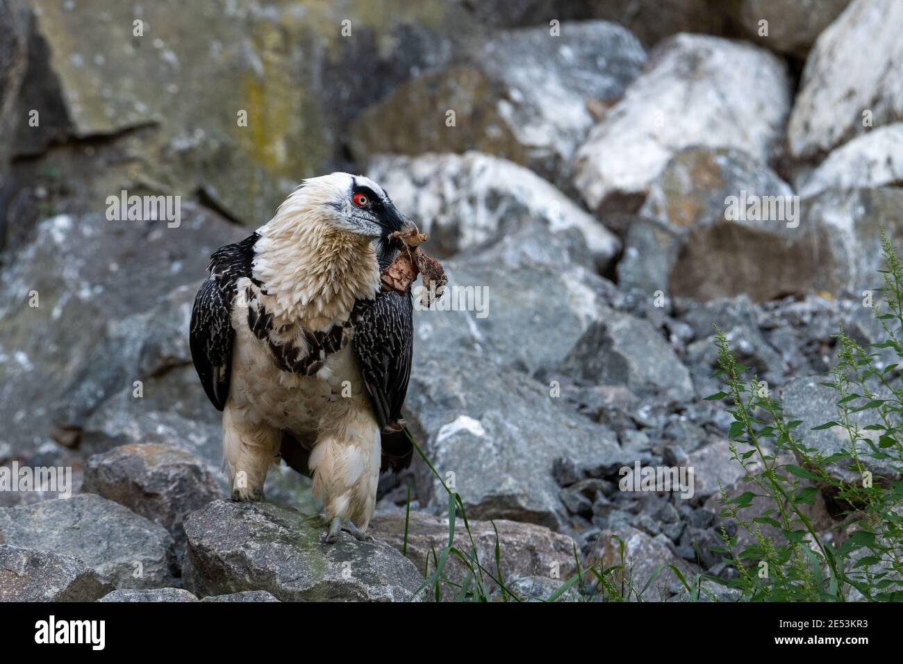 Avvoltoio bearded (Gypaetus barbatus) con occhi rossi che hanno un piede di uccello nel suo becco, nutrendosi su una carriola, ha acquisito carne Foto Stock