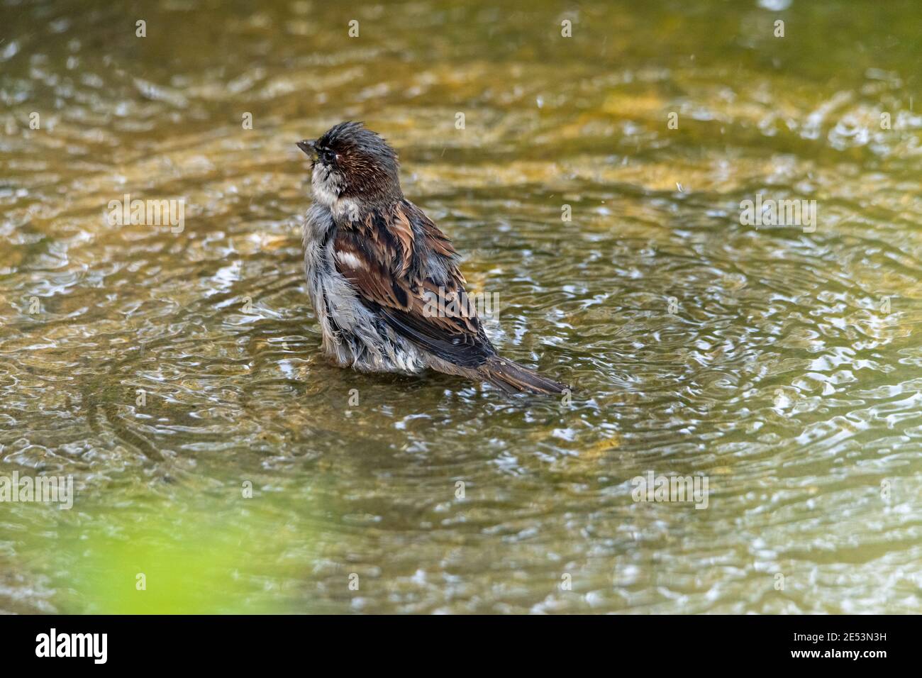 Sparrow facendo un bagno in una pozza, spruzzi d'acqua intorno orgogliosamente mentre pulisce le sue piume Foto Stock