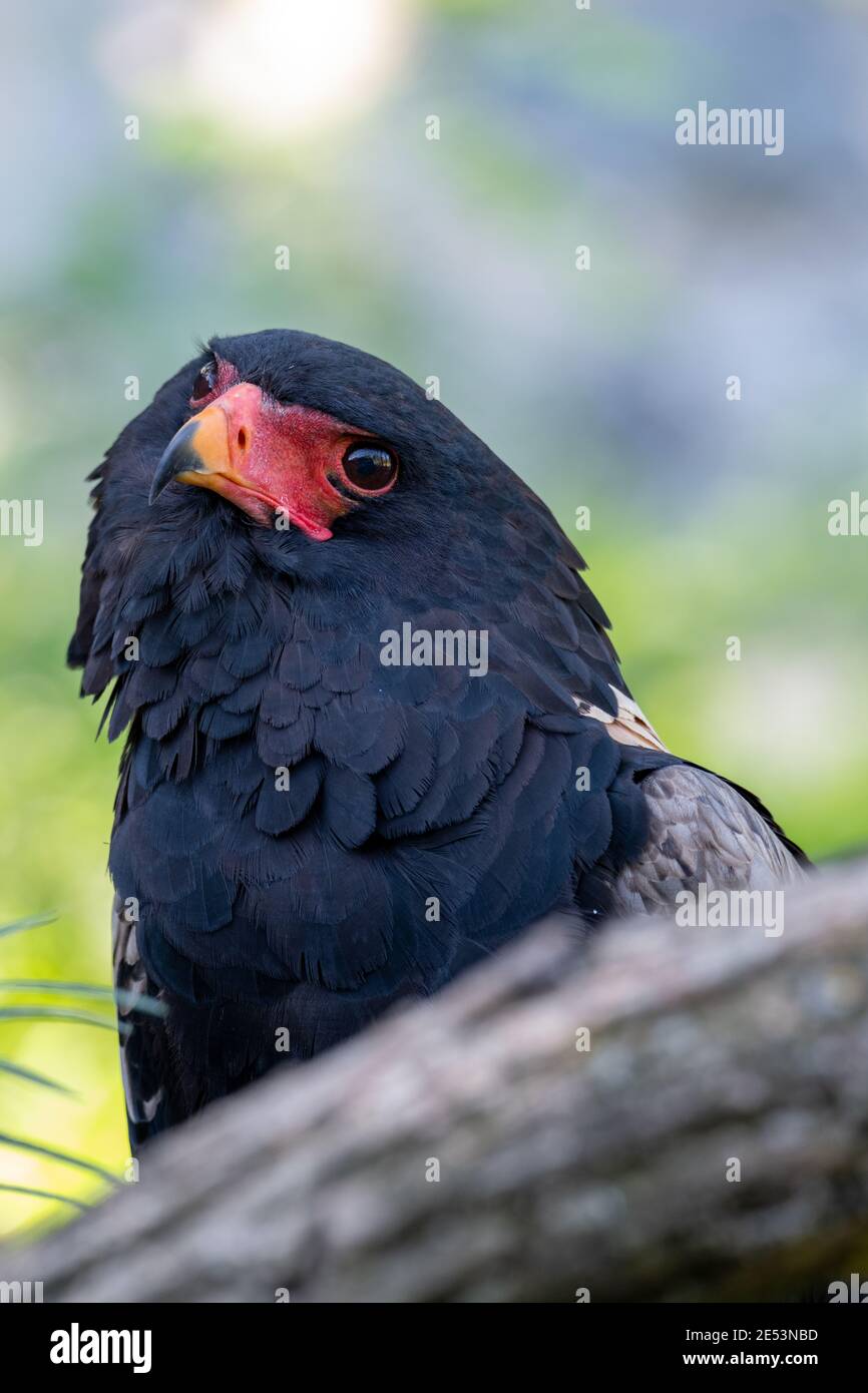 Bateleur (Terathopius ecaudatus) dietro un tronco che guarda verso la telecamera con la testa inclinato Foto Stock