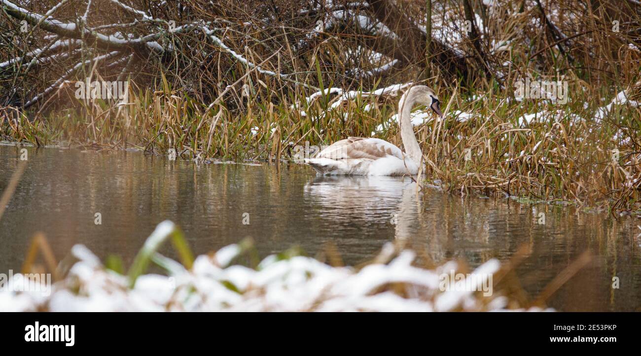 cygnet che si nutre lungo la riva del fiume avon con una coperta di neve sulle banche Foto Stock