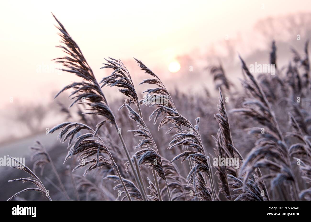 Amburgo, Germania. 26 gennaio 2021. Le canne sono ricoperte di ghiaccio nel distretto di Billwerder della riserva naturale Boberger Niederung all'alba e in nebbia leggera. Credit: Daniel Bockwoldt/dpa/Alamy Live News Foto Stock
