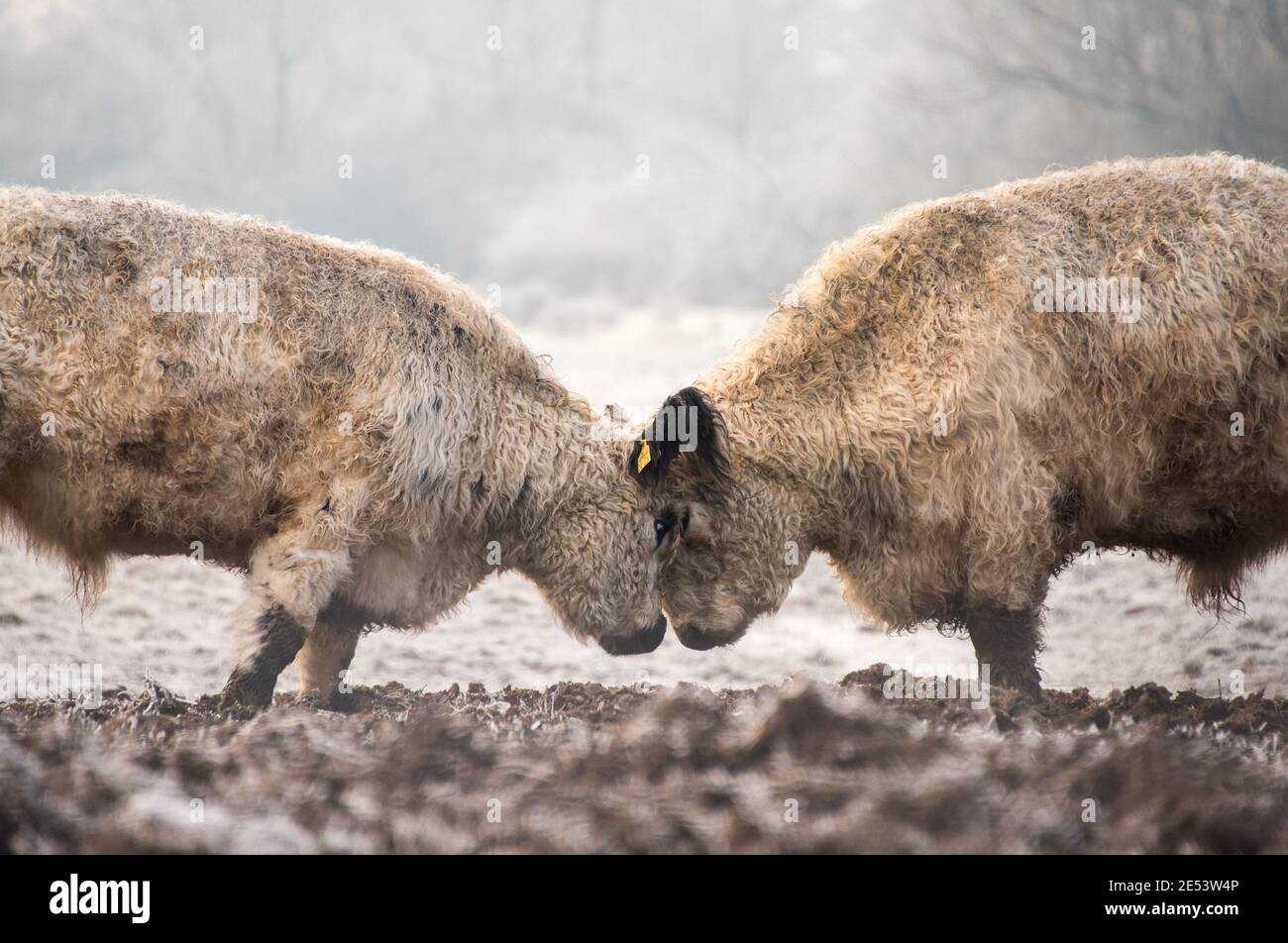Amburgo, Germania. 26 gennaio 2021. Due scorze di bestiame su un pascolo congelato nel distretto di Billwerder nella riserva naturale Boberger Niederung. Credit: Daniel Bockwoldt/dpa/Alamy Live News Foto Stock