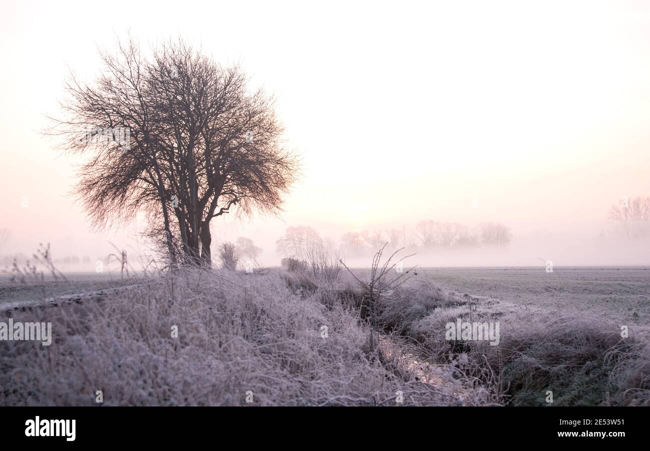 Amburgo, Germania. 26 gennaio 2021. Un albero e piante sono coperti di ghiaccio all'alba e nebbia leggera nel quartiere di Billwerder nella riserva naturale Boberger Niederung. Credit: Daniel Bockwoldt/dpa/Alamy Live News Foto Stock