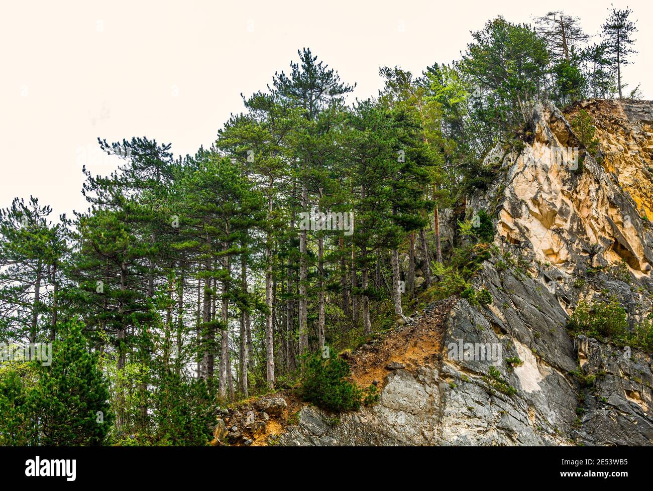 Foresta di Black Pine sul bordo di un muro roccioso. Parco Nazionale della Maiella, Abruzzo, Italia, Europa Foto Stock