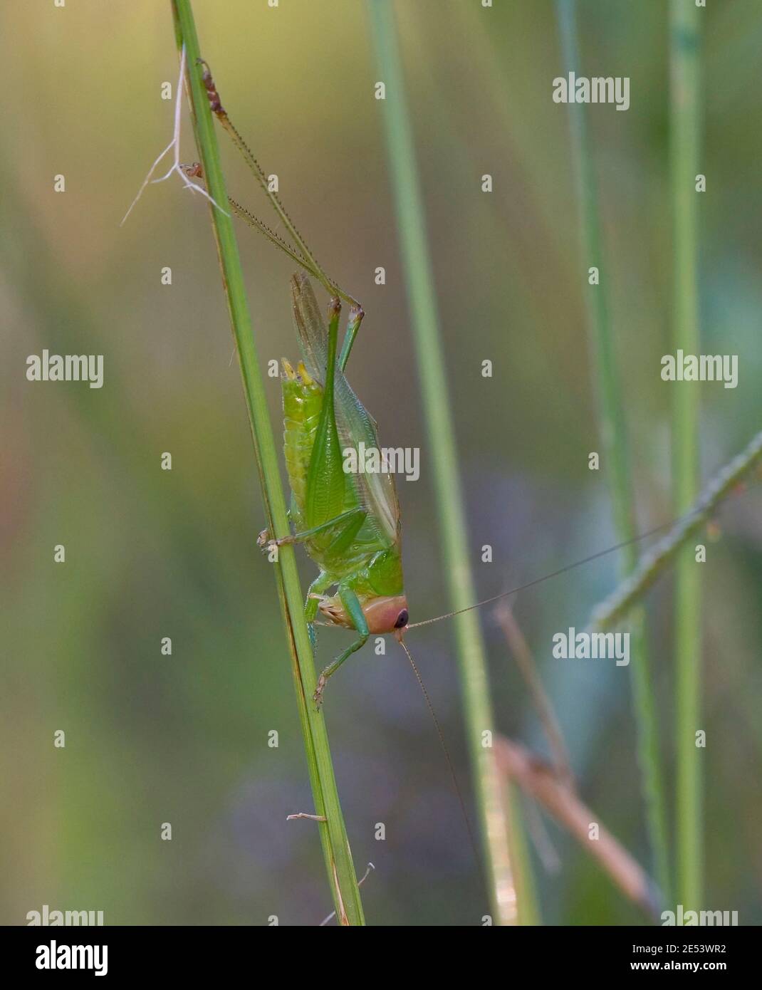 Katydid (Orchelimum erythercephalum), Monroeville, Alabama, Stati Uniti Regno: Animalia Phylum: Arthropoda Classe: Insecta Ordine: Orthopte Foto Stock