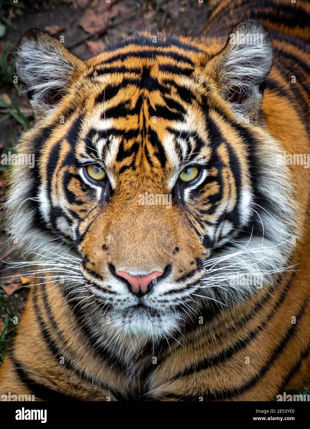 Una tigre che guarda direttamente nell'obiettivo. Momento selvaggio. Quando un gatto così grande ti guarda Foto Stock