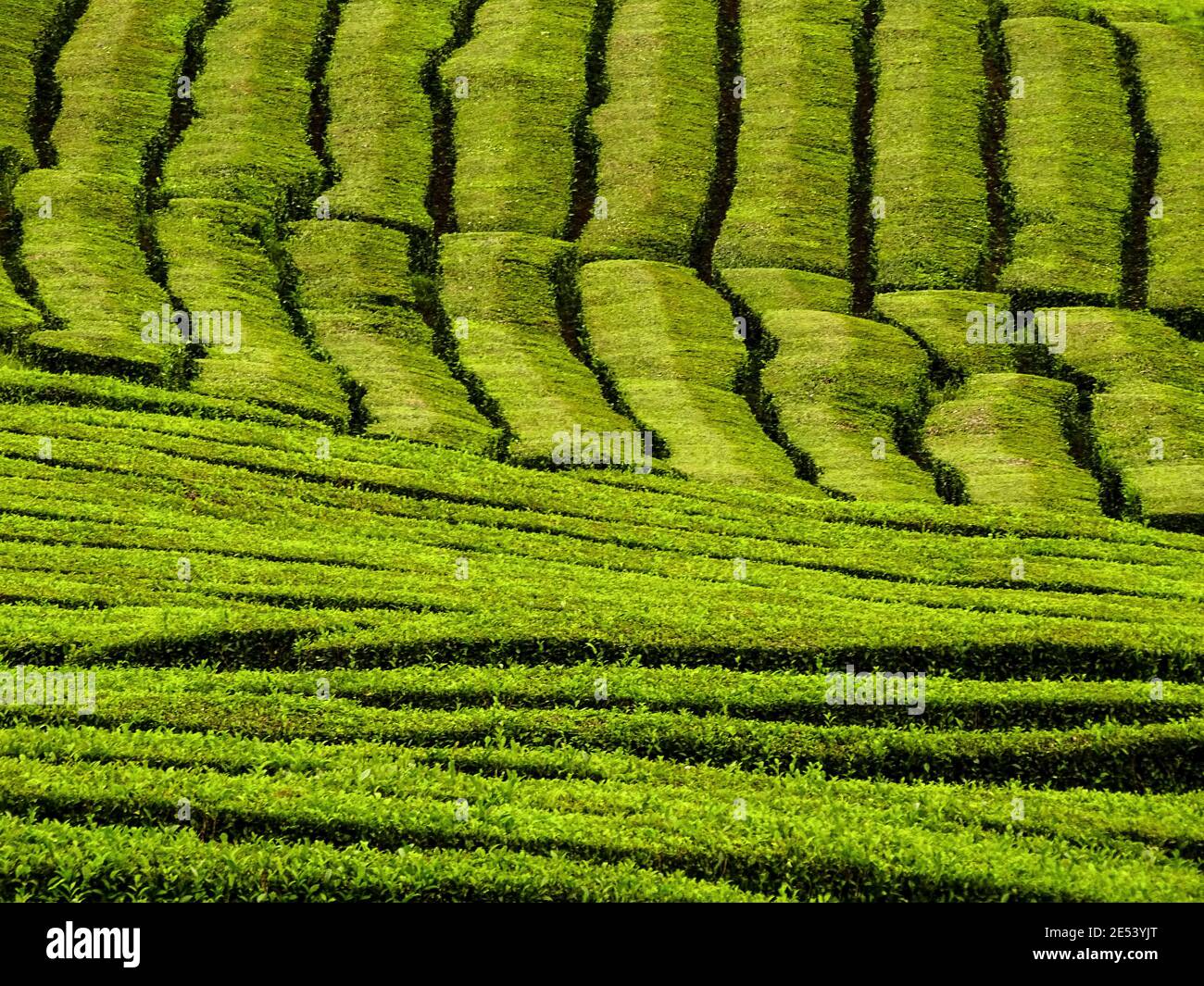 Piantagione di tè in Europa, isola di Sao Miguel, Azzorre, camelia sinensis. Foto Stock