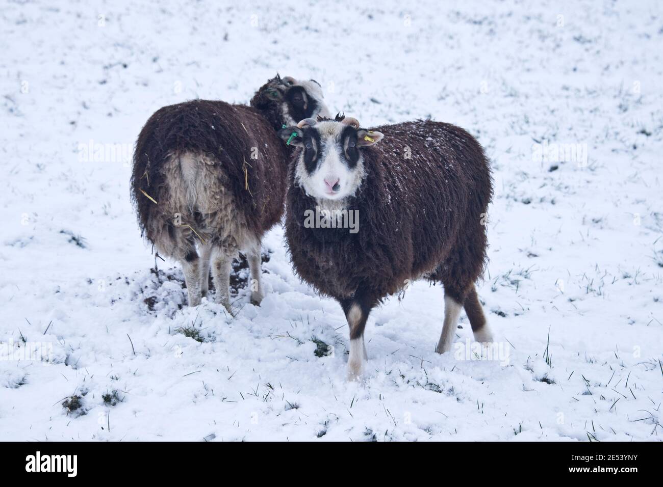 Shetland agnelli neri con facce bianche e macchie di occhio nero su pascoli coperti da una neve leggera che copre in inverno, Berkshire, gennaio Foto Stock