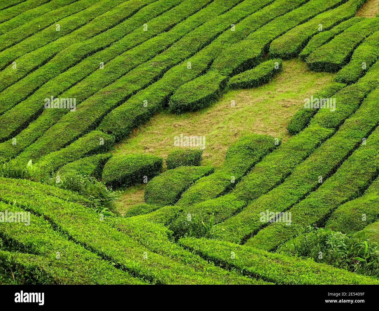Piantagione di tè in Europa, isola di Sao Miguel, Azzorre, camelia sinensis. Foto Stock