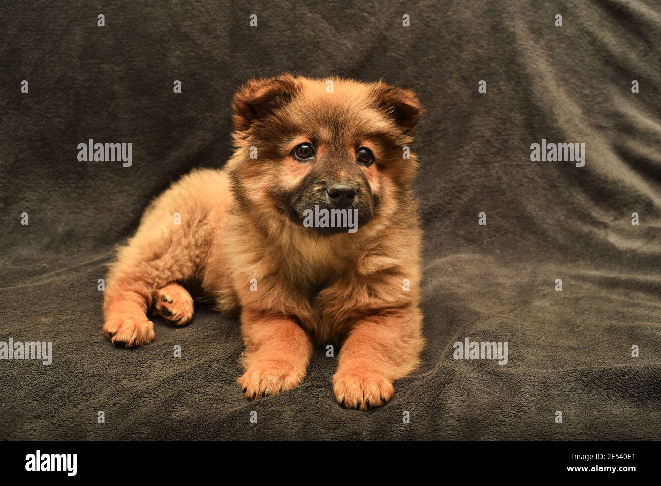 ritratto carino cucciolo rosso chow-chow su sfondo marrone chiaro, cappotto rosso, lingua viola, bugie e look, meraviglioso amico di famiglia, occhi neri Foto Stock