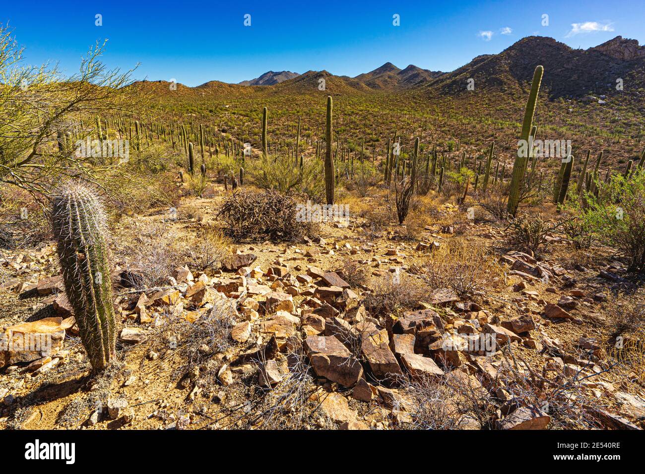 Parco nazionale del Saguaro paesaggio Foto Stock