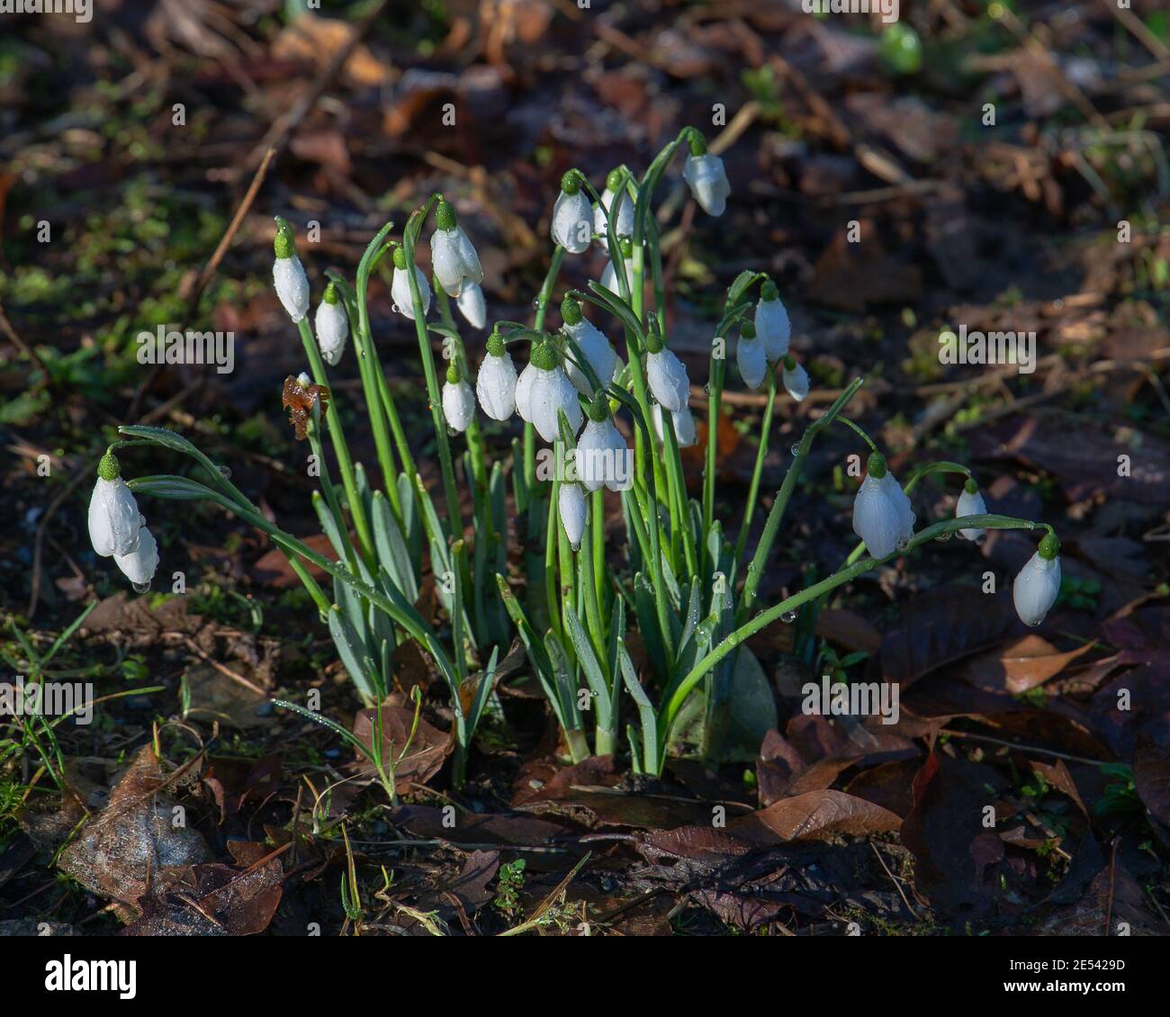 Galanthus, nevicate in fiore nel bosco Foto Stock