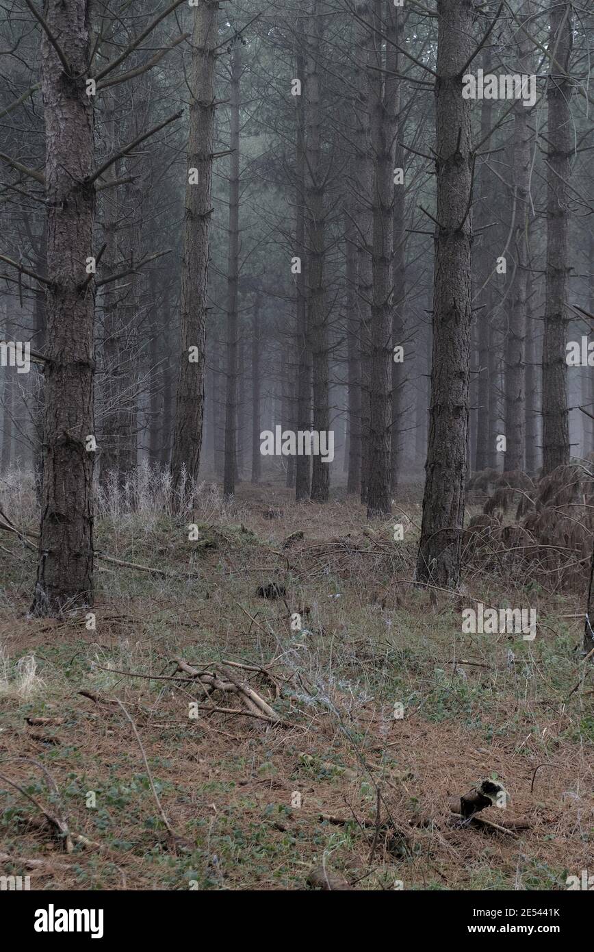 Pineta inglese in un giorno di nebbia (libro copertina sfondo). Foto Stock